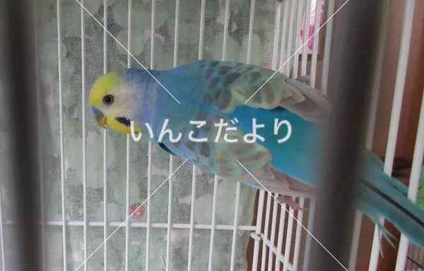 コメントの画像