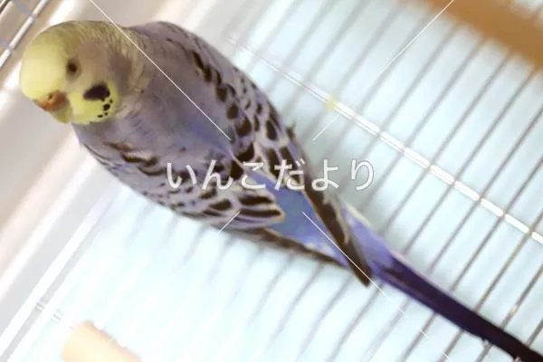 コメントの画像