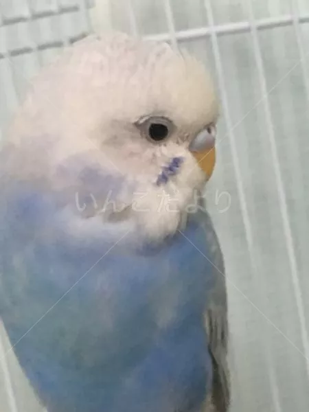 コメントの画像