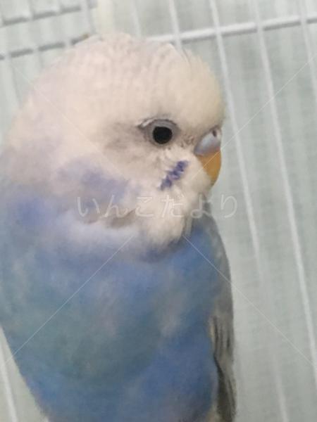 コメントの画像