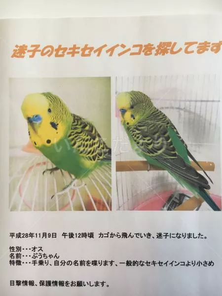 コメントの画像