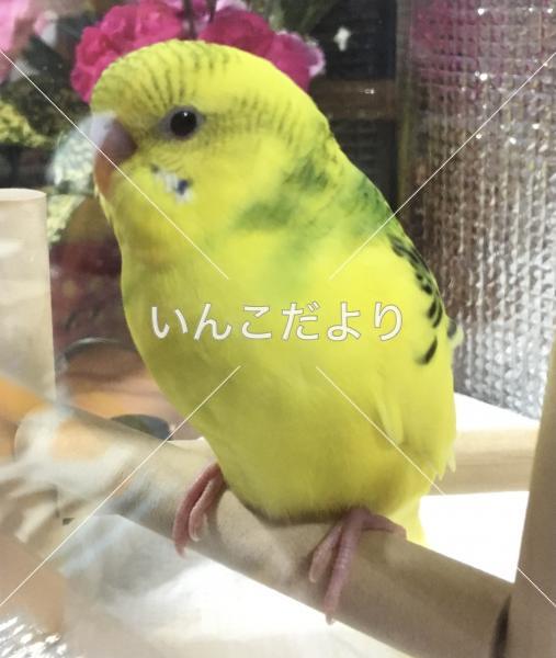 コメントの画像