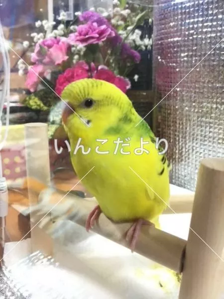 コメントの画像