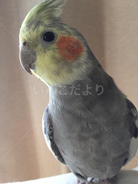 コメントの画像