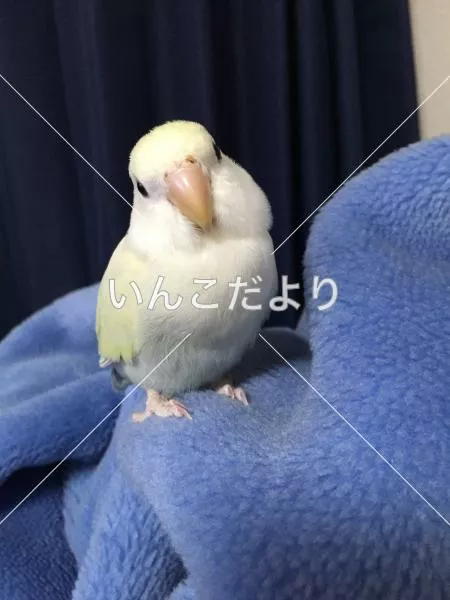 コメントの画像