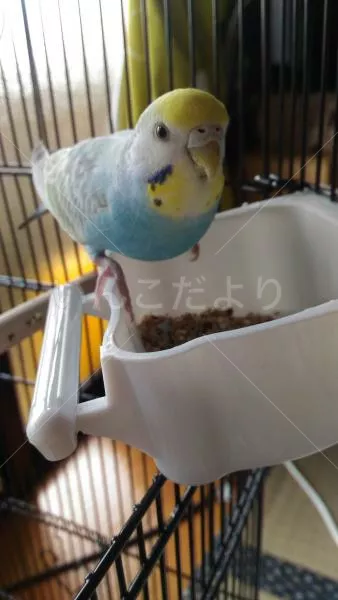 コメントの画像