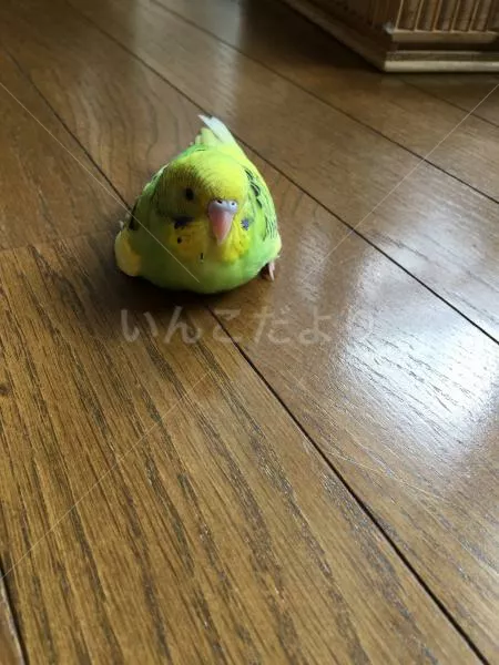 コメントの画像