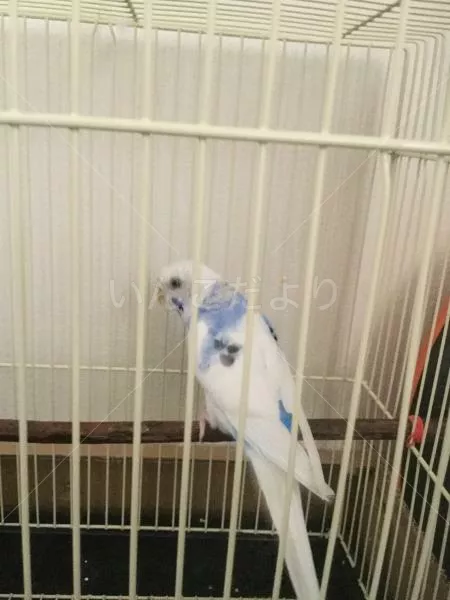 コメントの画像