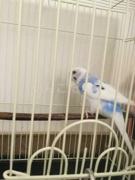 コメントの画像