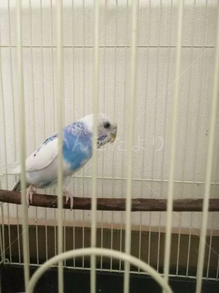 コメントの画像