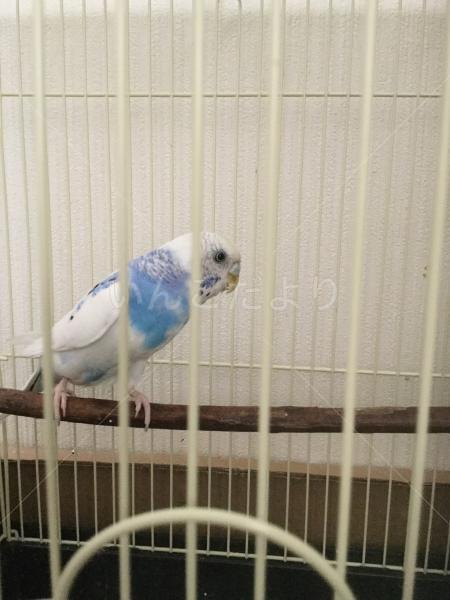 コメントの画像