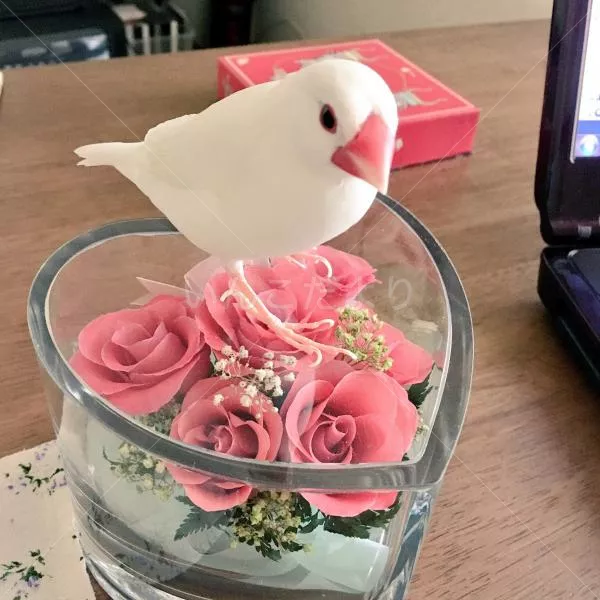 コメントの画像