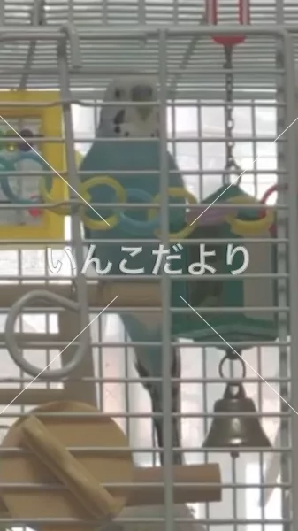 コメントの画像