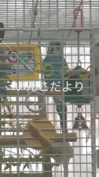 コメントの画像