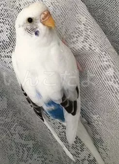 コメントの画像