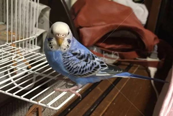 コメントの画像