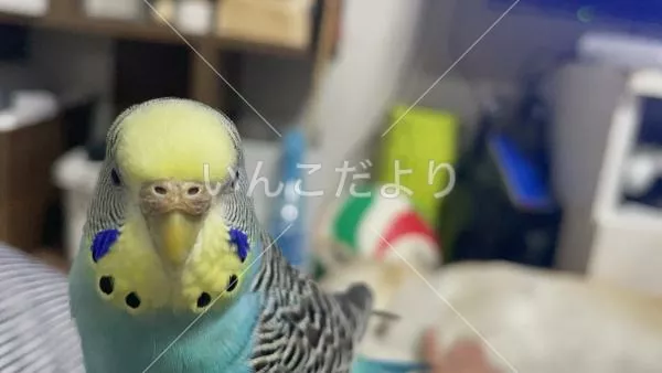 コメントの画像