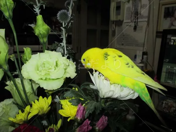 コメントの画像