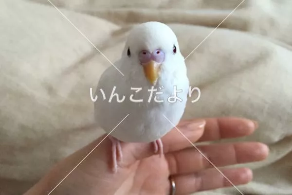 コメントの画像