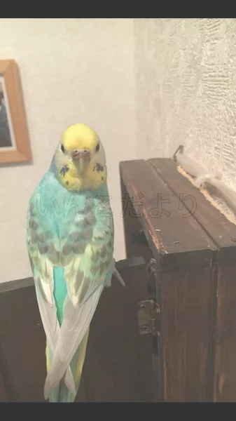 コメントの画像