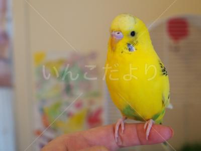 コメントの画像