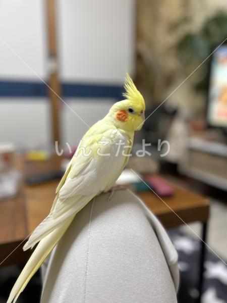 コメントの画像