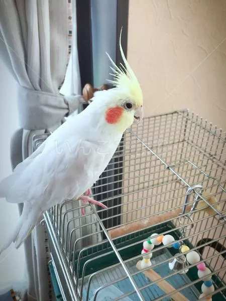 コメントの画像