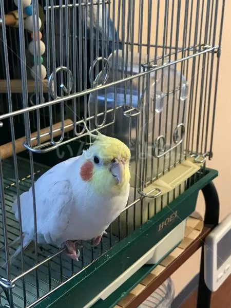 コメントの画像