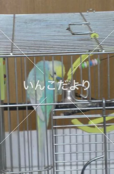 コメントの画像