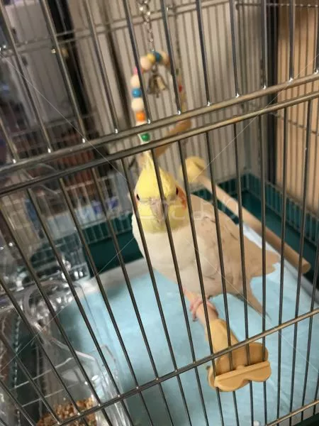 コメントの画像