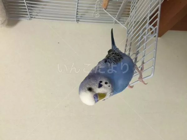 コメントの画像