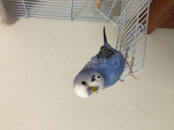 コメントの画像