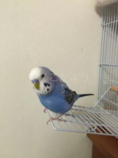 コメントの画像