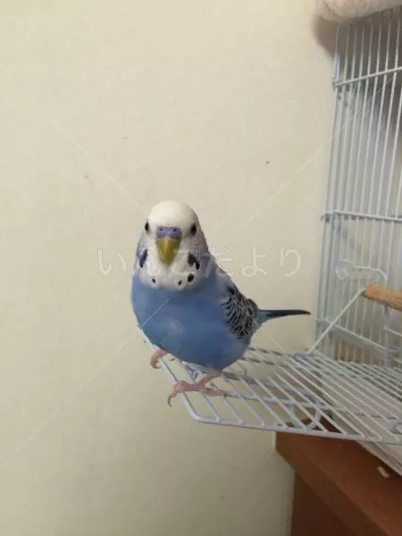 コメントの画像