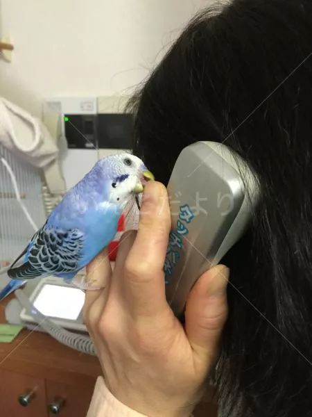 コメントの画像