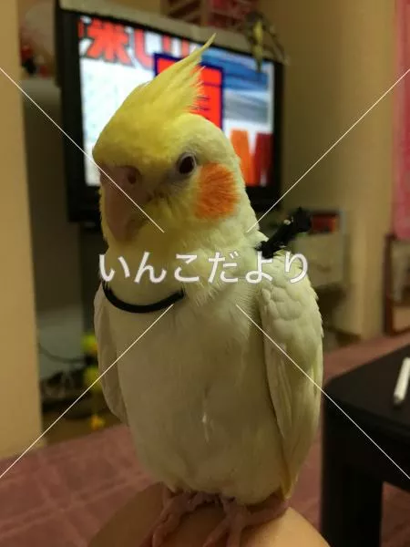 コメントの画像