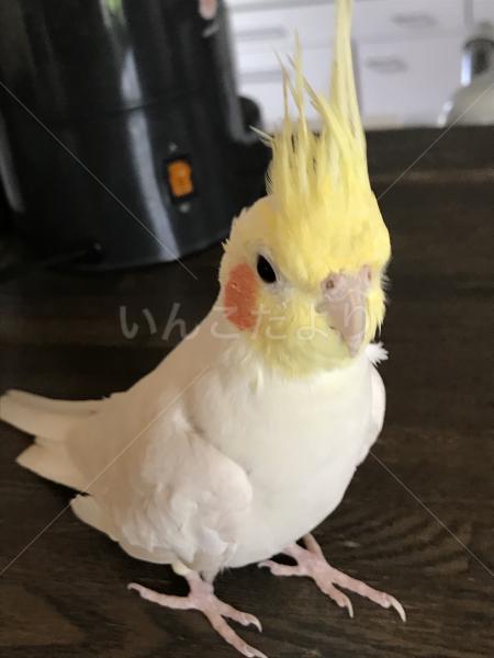 コメントの画像