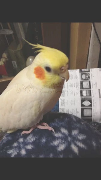 コメントの画像