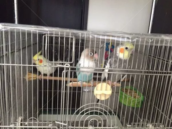 コメントの画像