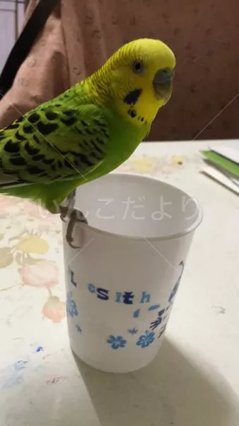 コメントの画像