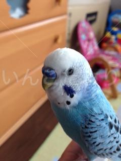コメントの画像
