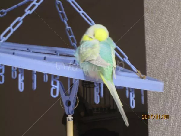 コメントの画像