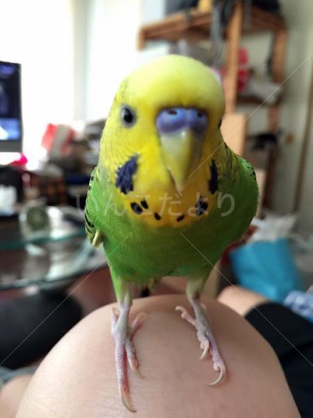 コメントの画像