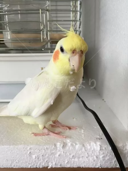 コメントの画像