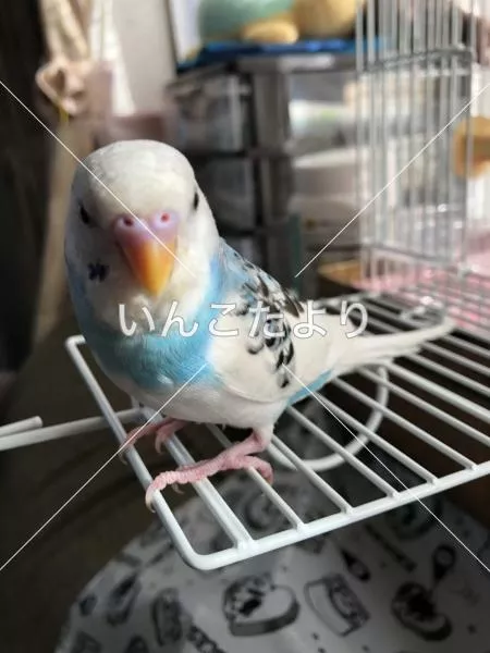 コメントの画像