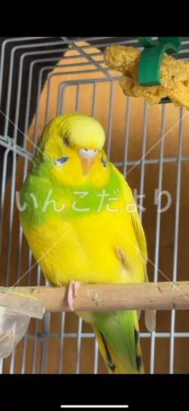 コメントの画像