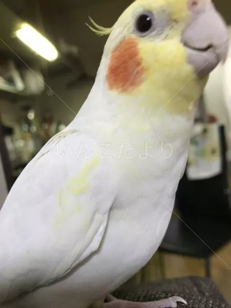 コメントの画像