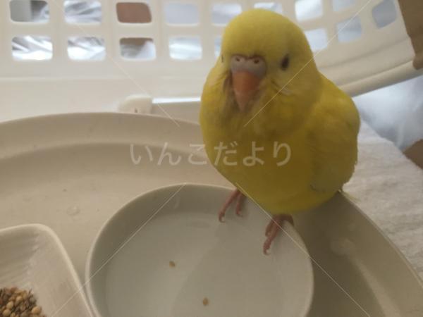 コメントの画像