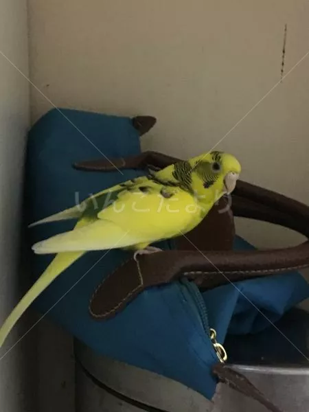 コメントの画像