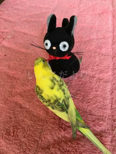 コメントの画像